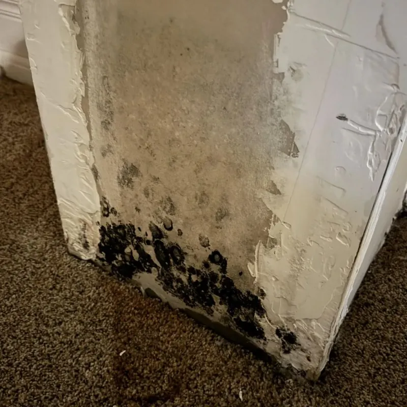 Professional Mold Removal in Leesburg, VA